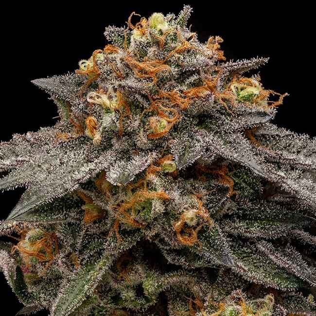 Shimo (Ripper Seeds) feminisiert Cannabis Samen von Ripper Seeds