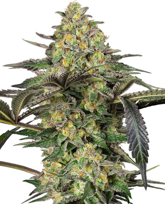 Grapevine Candy (Sensi Seeds) feminisiert Cannabis Samen von Sensi Seeds