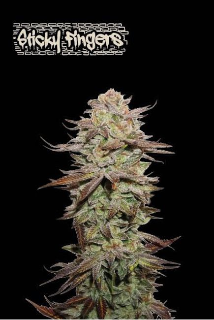 Sticky Fingers Auto (Seedstockers)