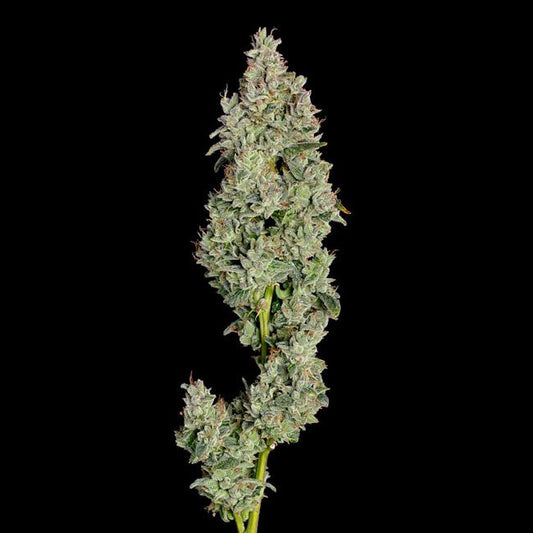 Pineapple Daddy Auto (Happy Valley Genetics)