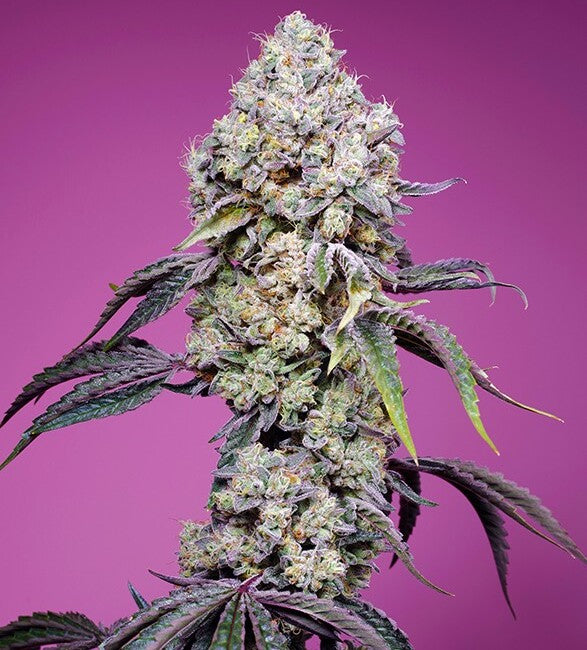 Sweet Mandarine Zkittlez F1 FAST Version (Sweet Seeds) feminisiert Cannabis Samen von Sweet Seeds