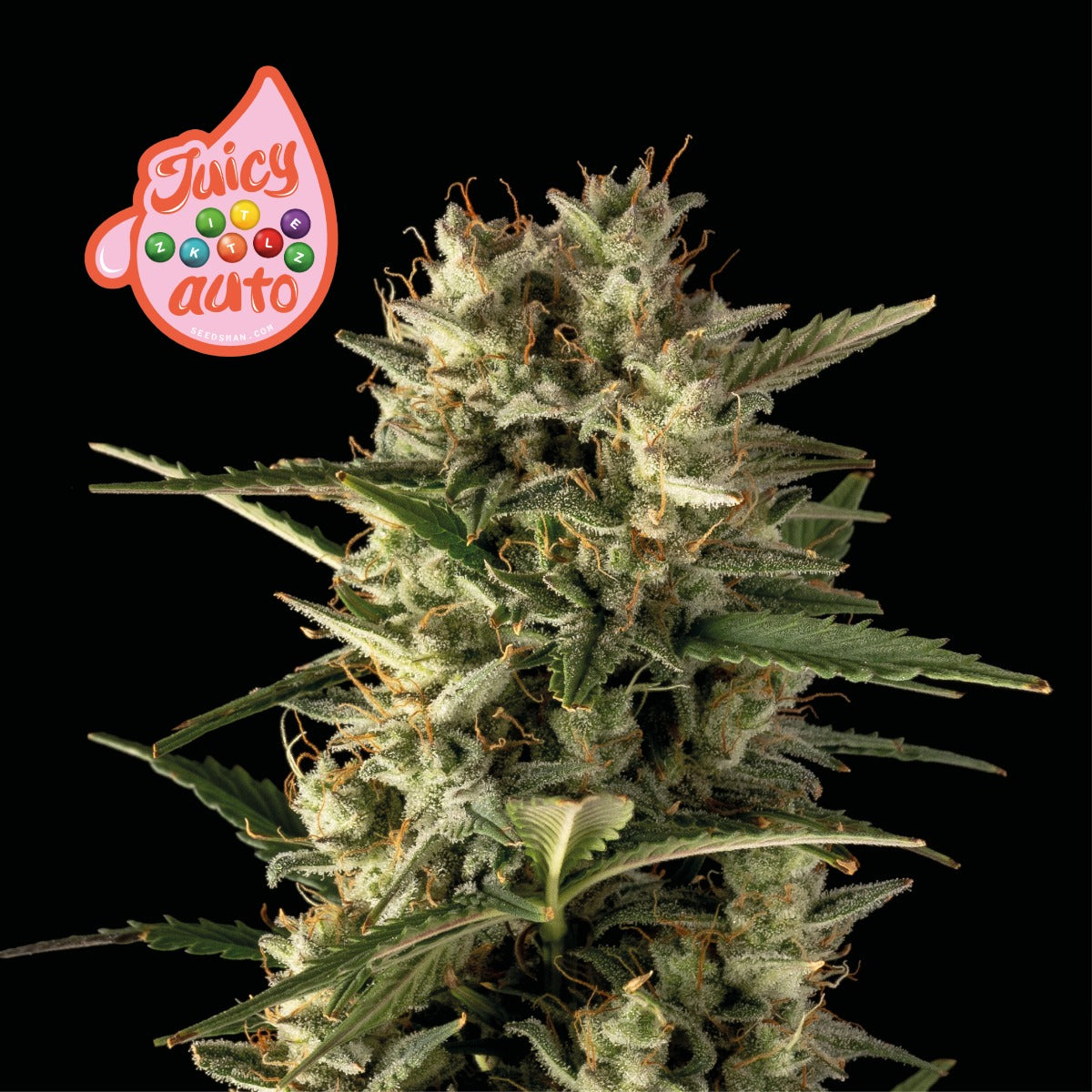 Juicy Zkittlez Auto (Seedsman) Cannabis Samen von Seedsman