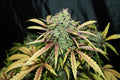 Amnesia (Seedsman) Regulär Cannabis Samen von Seedsman