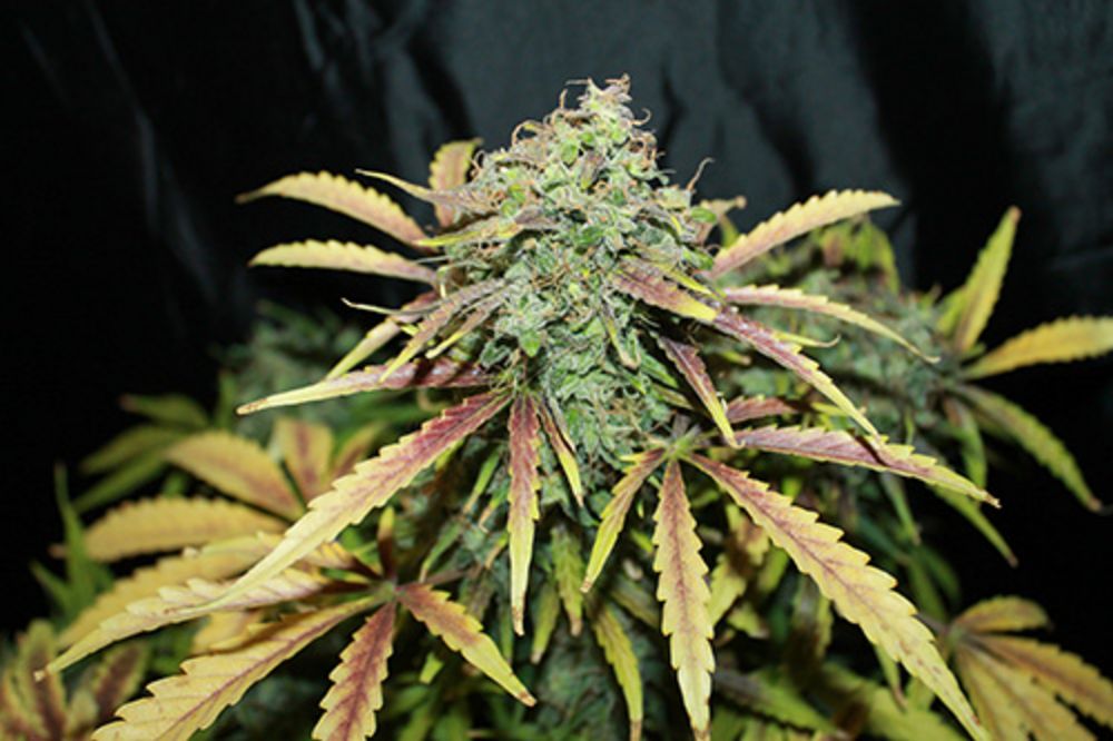 Amnesia (Seedsman) Regulär Cannabis Samen von Seedsman