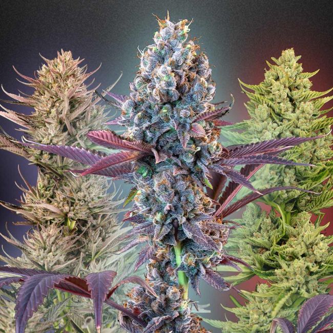 MegaMix (Seedsman) feminisiert Cannabis Samen von Seedsman