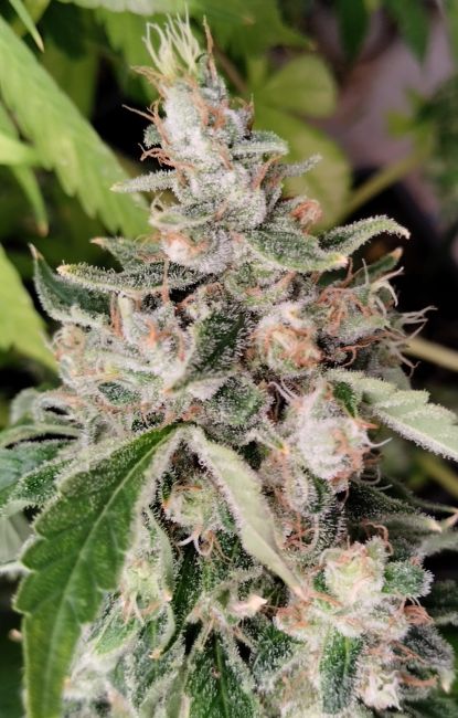 African Gas (Ace Seeds) feminisiert