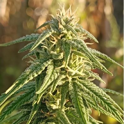 Himalaya Snow (Ace Seeds)