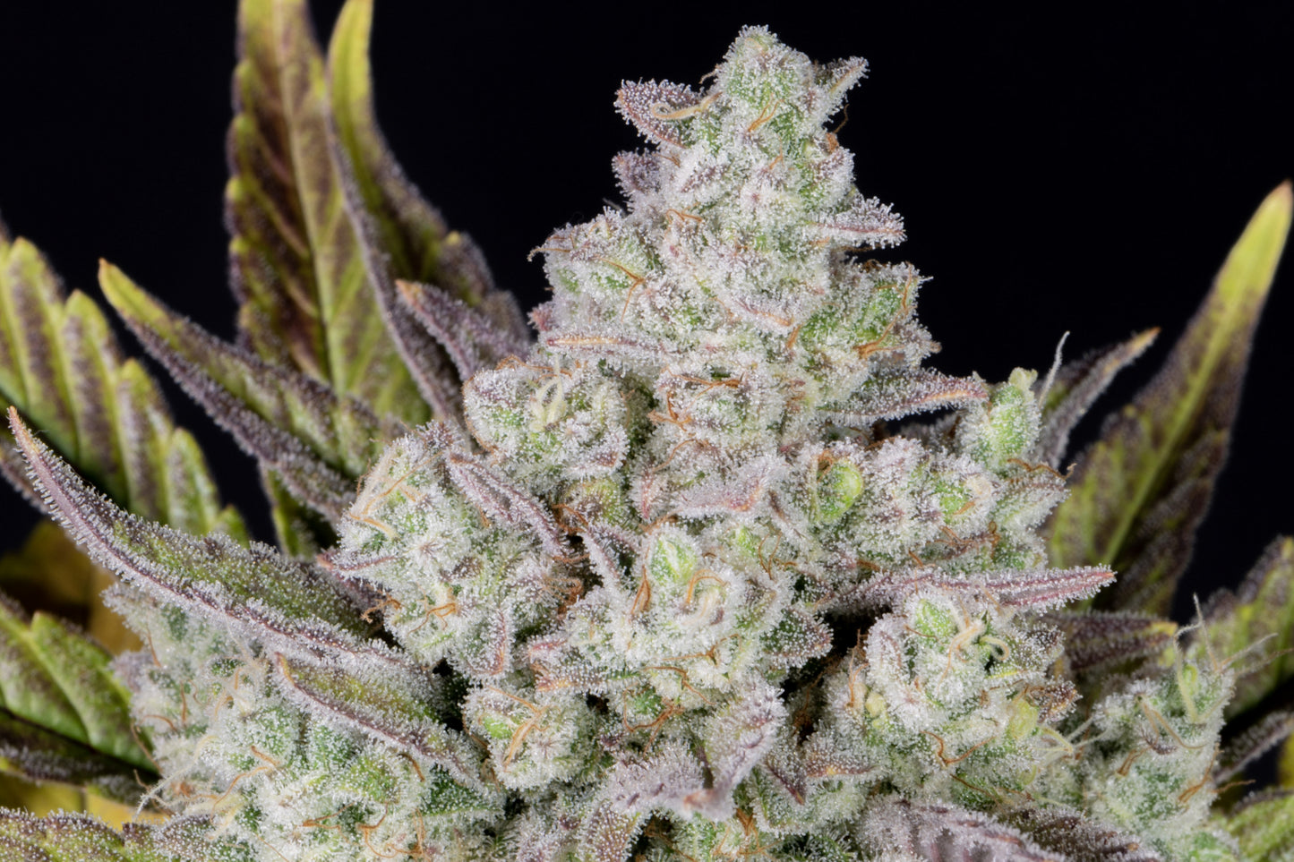 Gorilla Cookies Auto (Fast Buds)