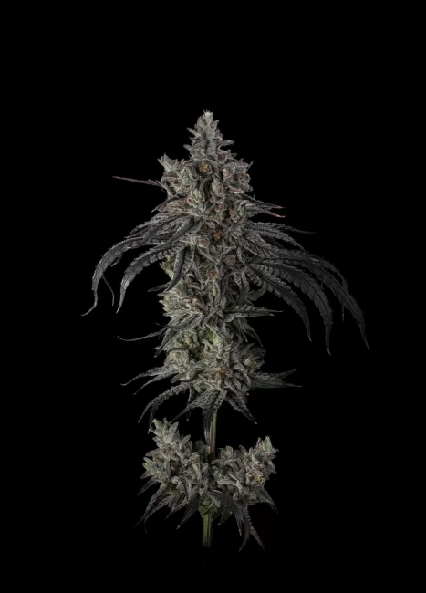 Zoda BX1 (Umami Seeds) feminisiert