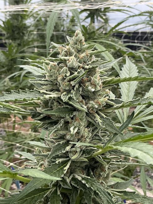 Thai Cookies Auto (Seedsman) Cannabis Samen von Seedsman