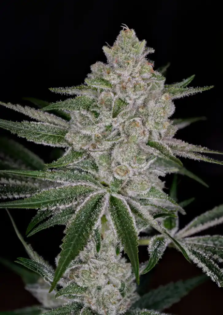 Shishka Lemonade (Greenhouse Seed Co.) feminisiert