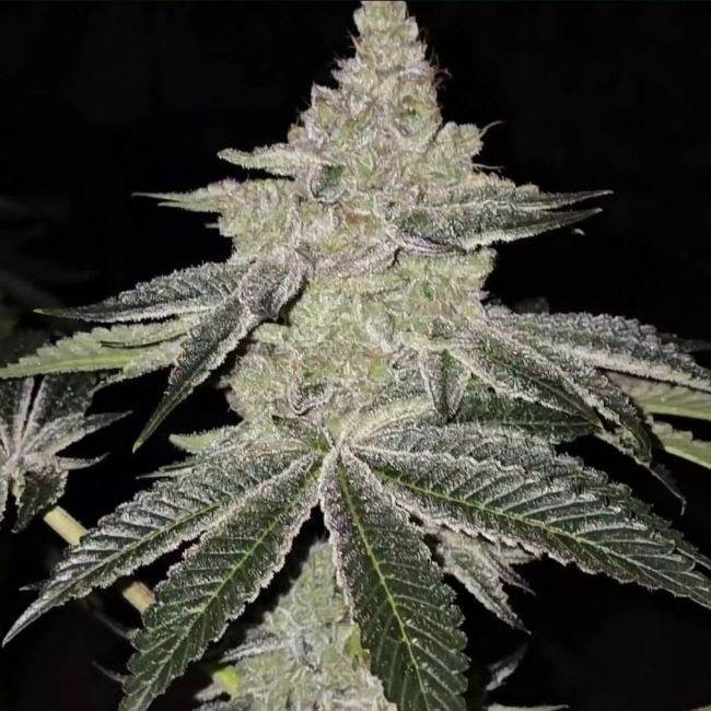 Chama R1 (Ethos Genetics) feminisiert