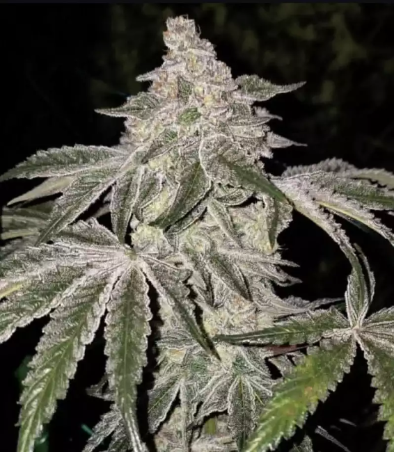 Atomic Leisure R1 (Ethos Genetics) feminisiert