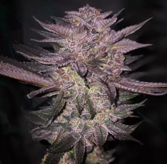 Atomic Fuego R1 (Ethos Genetics) feminisiert