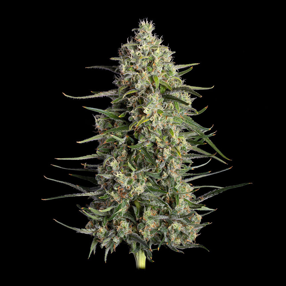 Spice Rack (Happy Valley Genetics) feminisiert