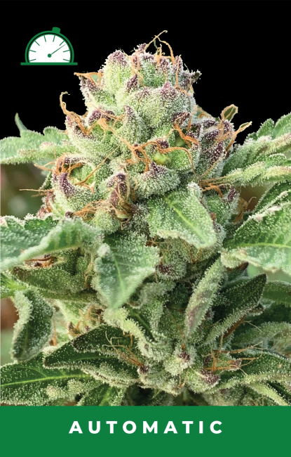 Apple Blossom Auto (Humboldt Seed Co.) Cannabis Samen von Humboldt Seed Co.