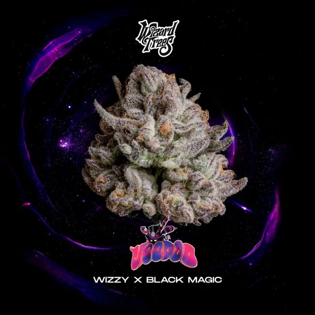 Voodoo (Wizard Trees) feminisiert Cannabis Samen von Wizard Trees