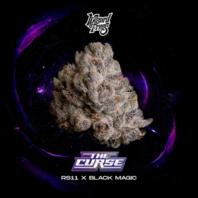 The Curse (Wizard Trees) feminisiert Cannabis Samen von Wizard Trees