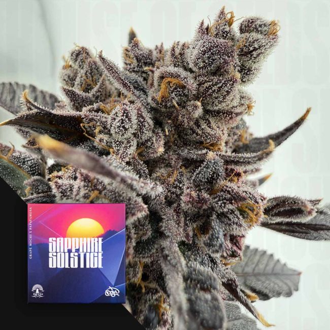 Sapphire Solstice (Doja Exclusive) feminisiert Cannabis Samen von Doja Exclusive