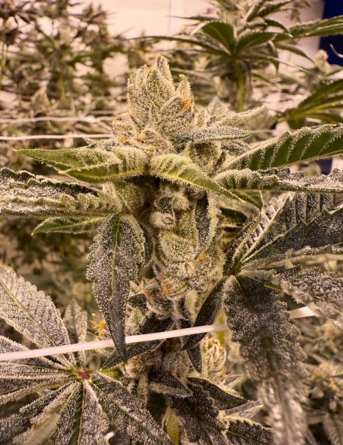 Pure Lime (Umami Seed Co.) feminisiert Cannabis Samen von Umami Seeds