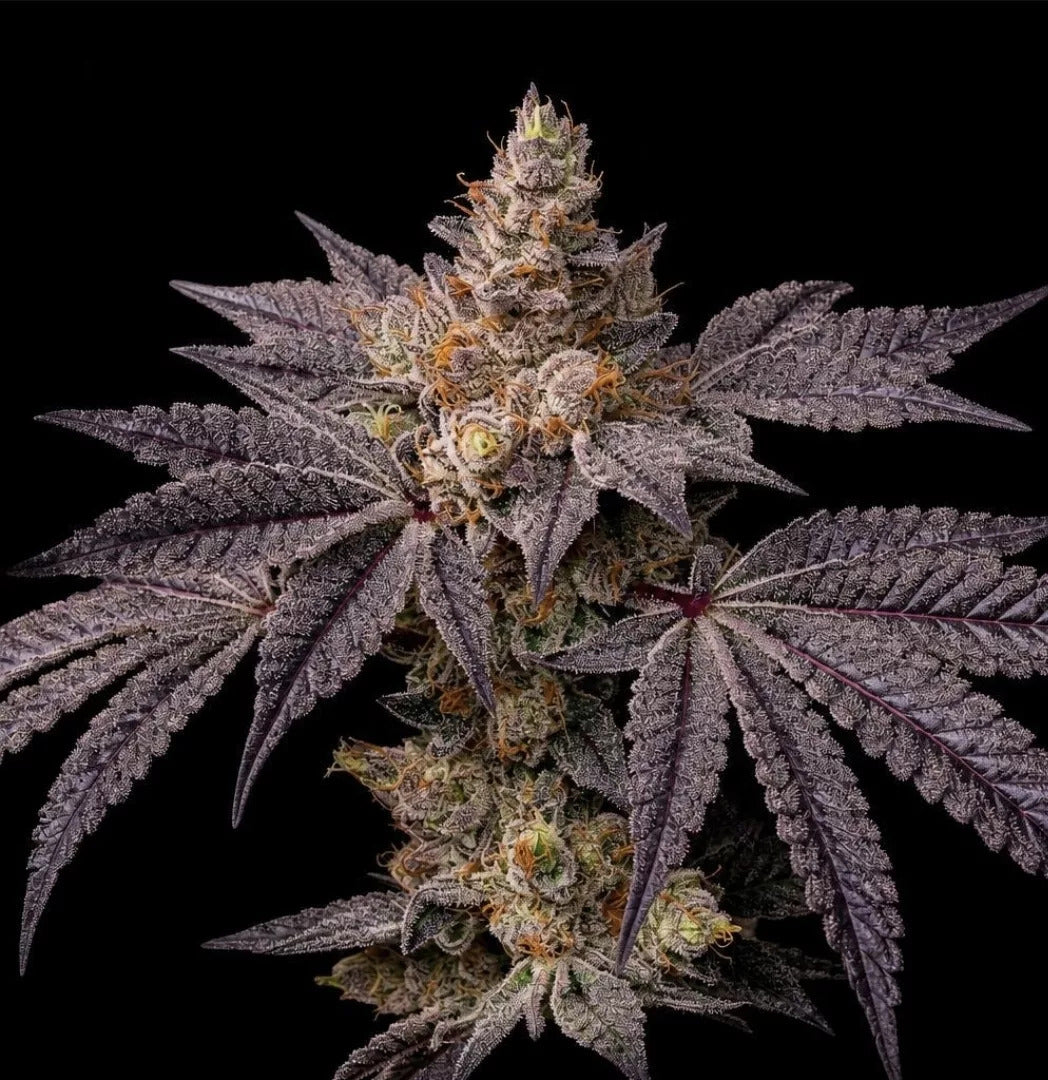 Toad Candy R1 (Ethos Genetics) feminisiert