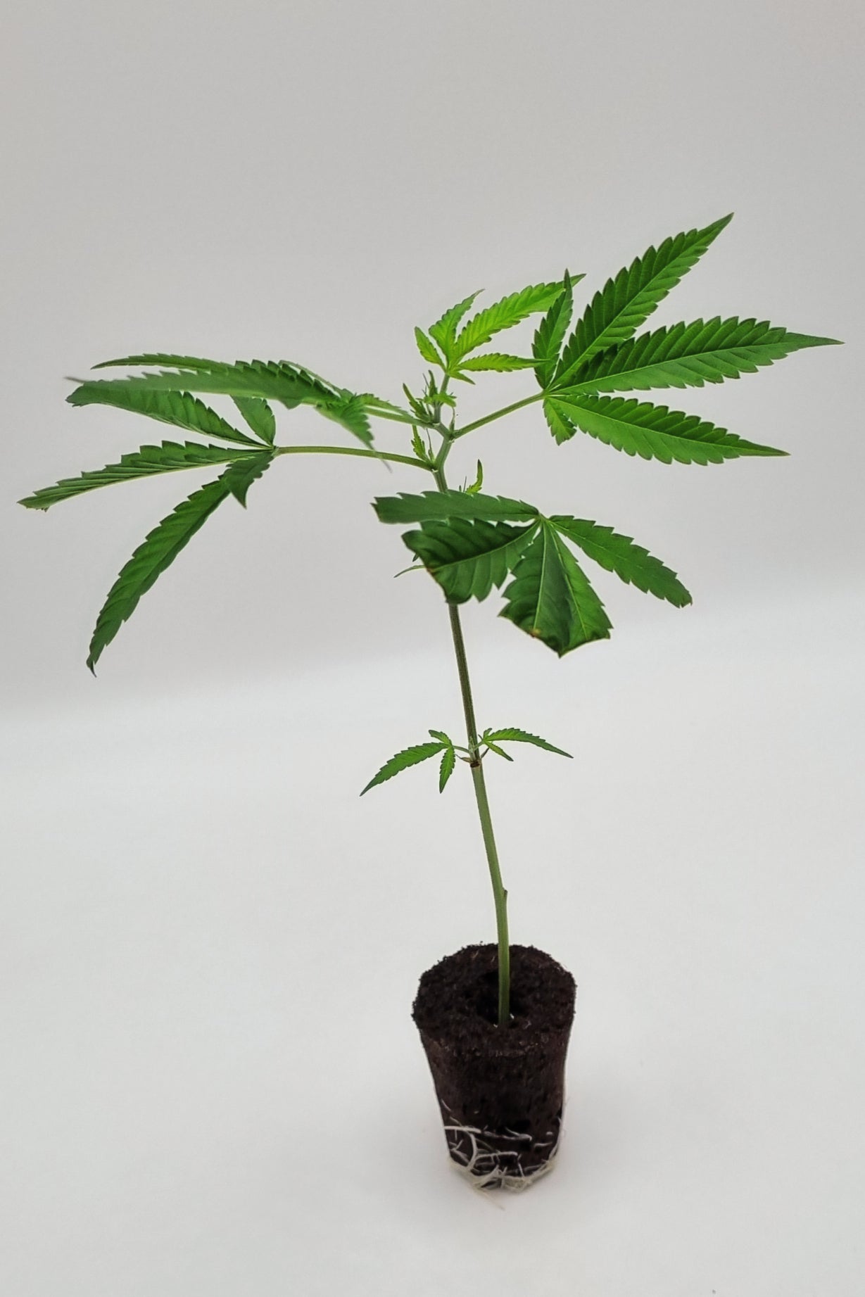 Do Si Dos 33 (Barneys Farm) Steckling