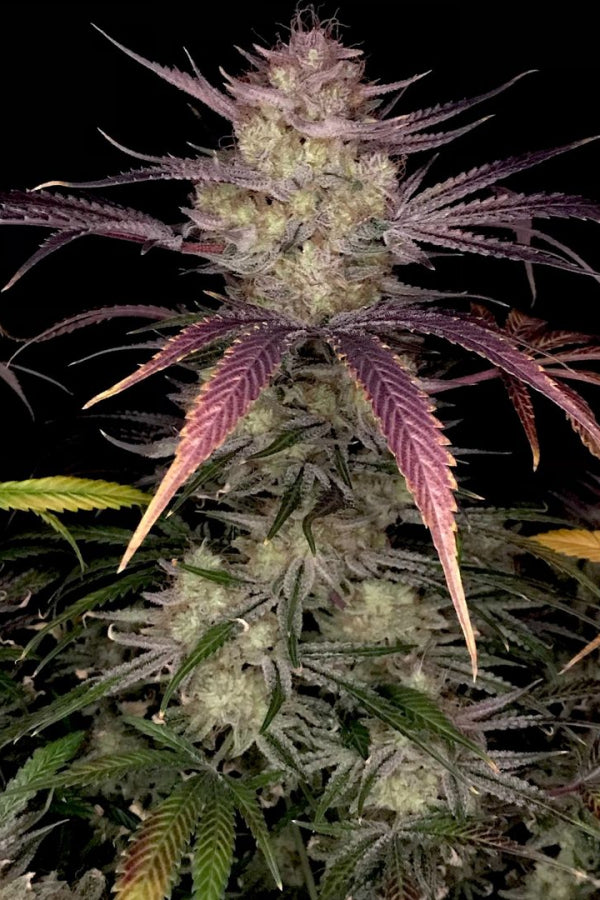 Bruce Banner Auto (Fast Buds)