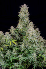 Forbidden Runtz Auto (Fast Buds)