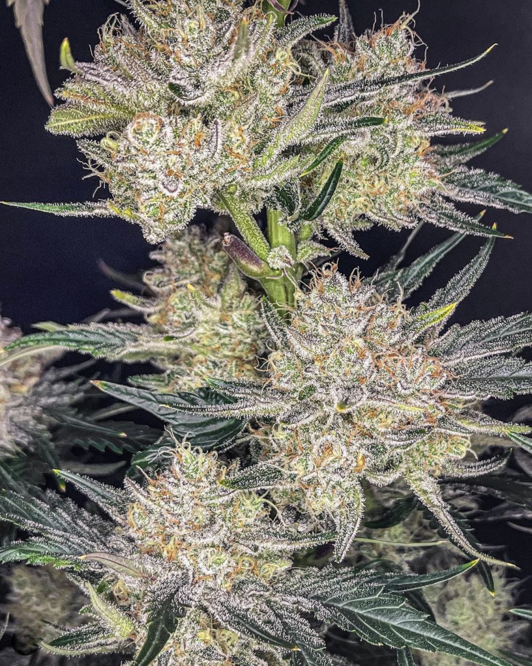 Strawberry Gorilla Auto (Fast Buds)