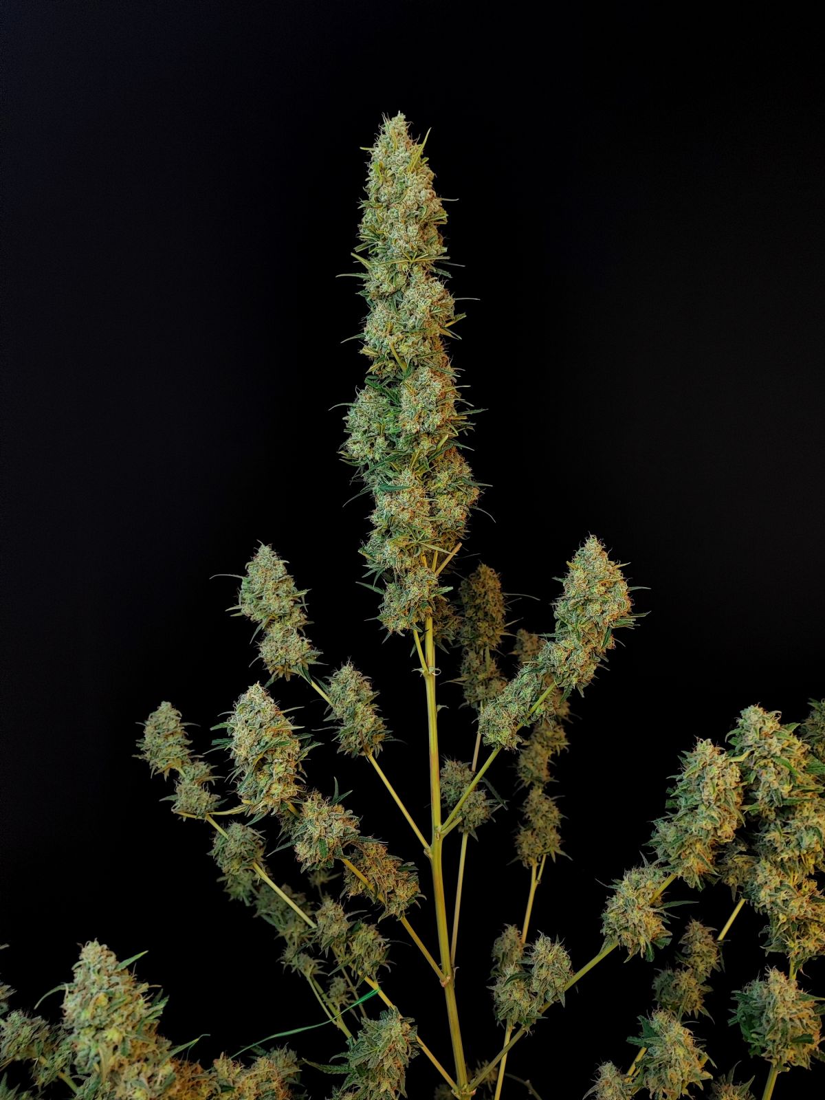 Original Jack Herer Auto (Fast Buds)