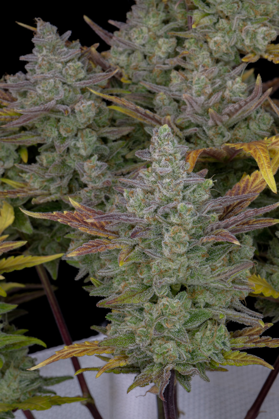 Gorilla Cookies Auto (Fast Buds)