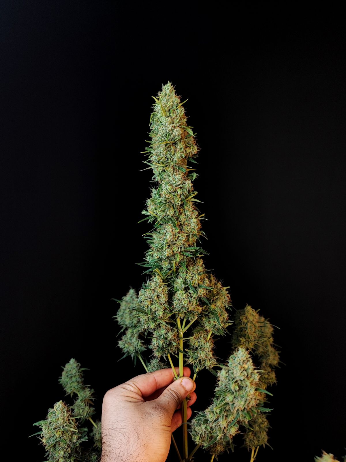 Original Jack Herer Auto (Fast Buds)