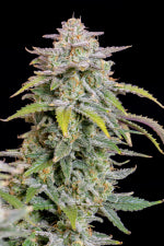 Forbidden Runtz Auto (Fast Buds)