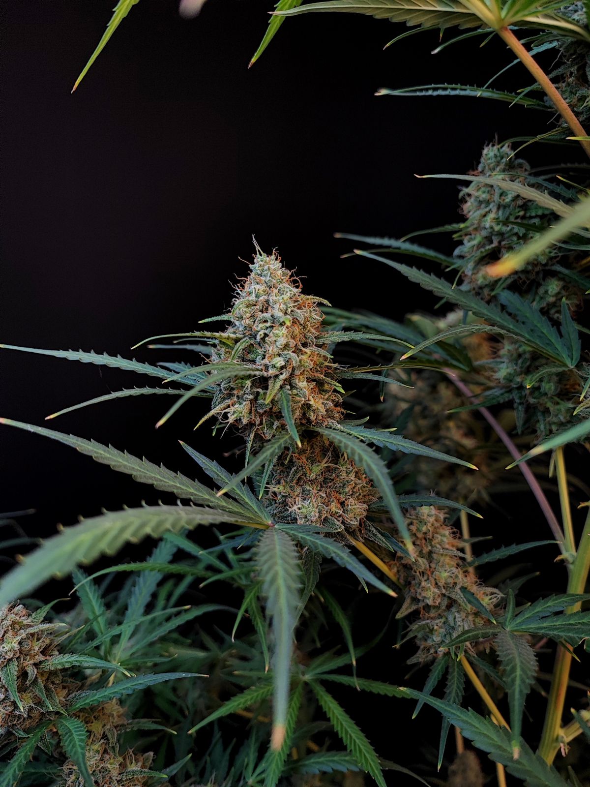 Original Jack Herer Auto (Fast Buds)