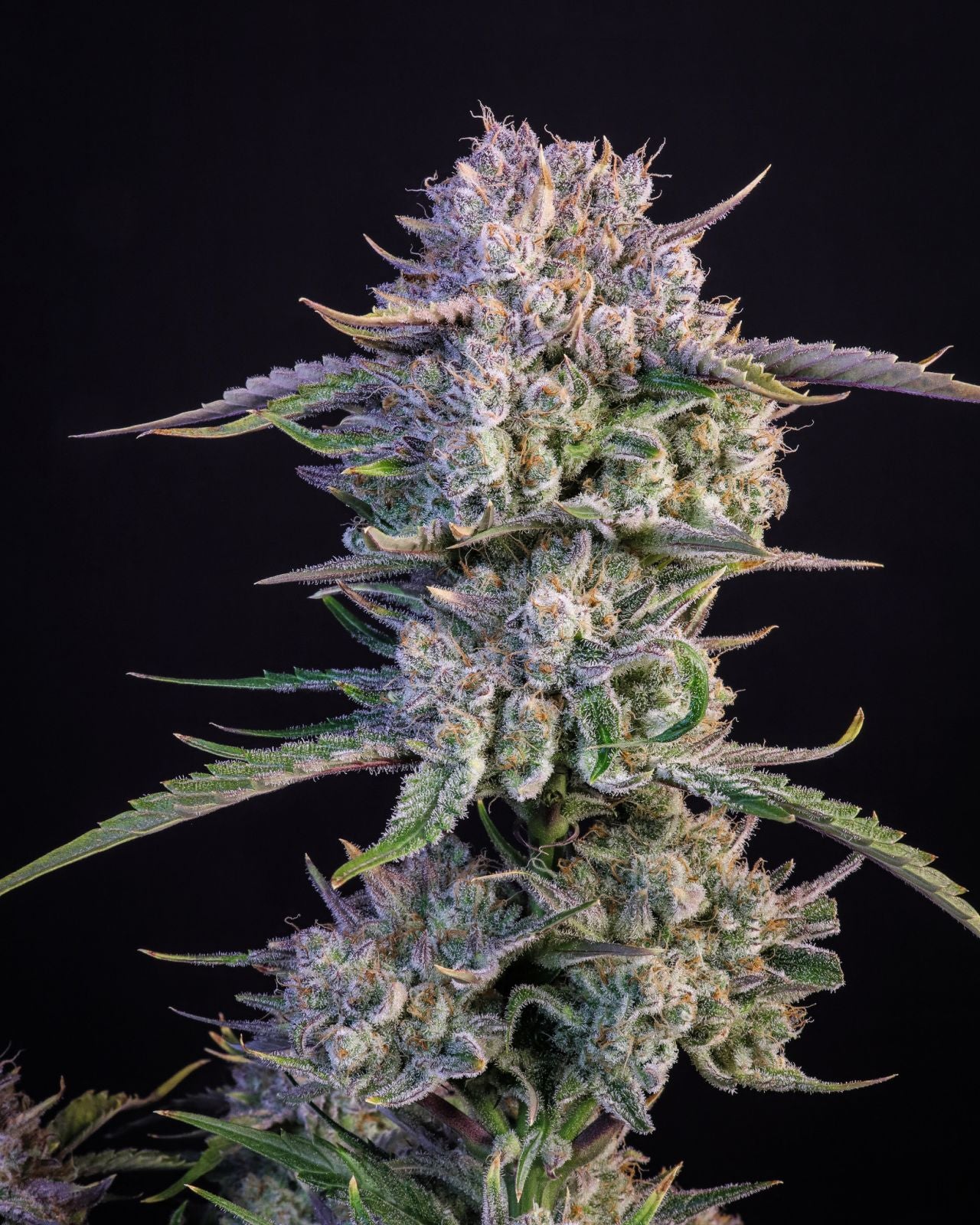Strawberry Gorilla Auto (Fast Buds)