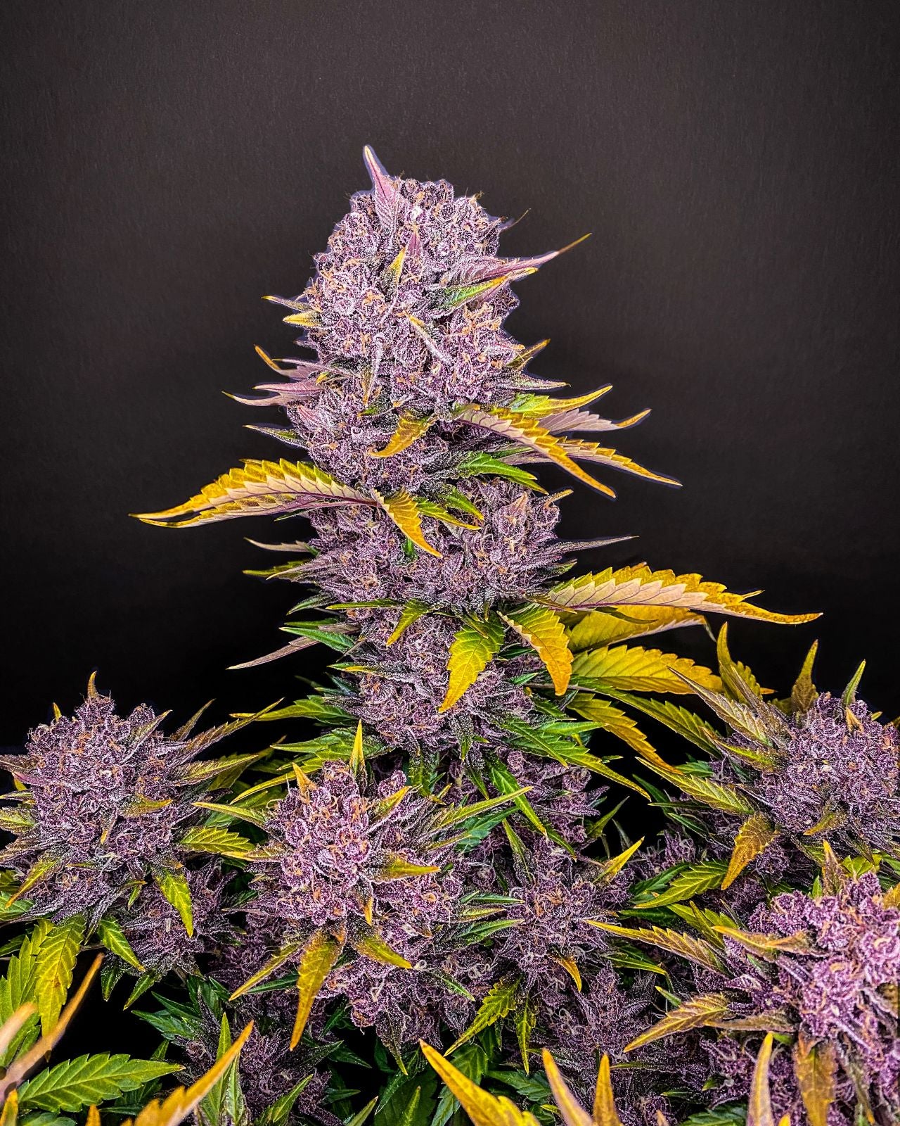 Purple Lemonade Auto (Fast Buds)