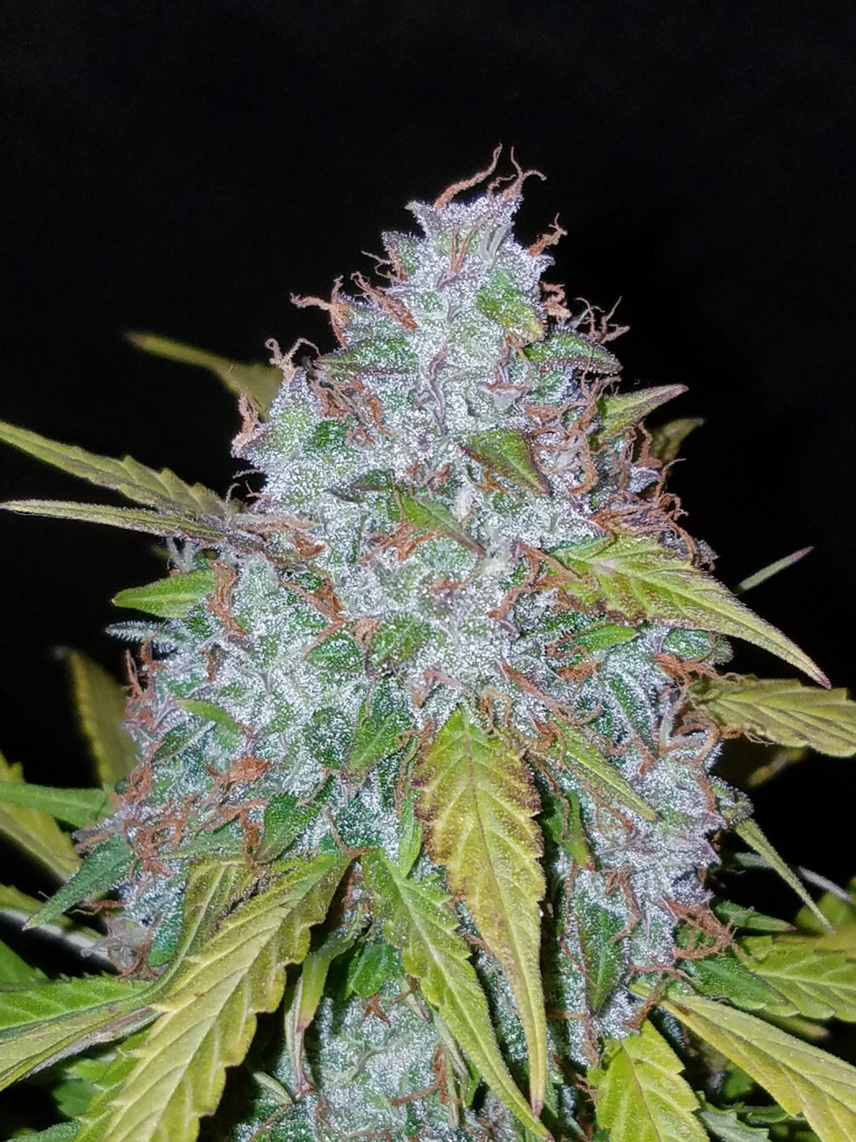 Californian Snow Auto (Fast Buds)