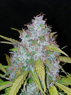 Californian Snow Auto (FastBuds) Cannabis Samen von Fastbuds