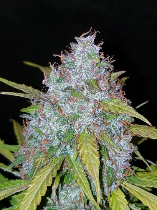 Californian Snow Auto (Fast Buds)