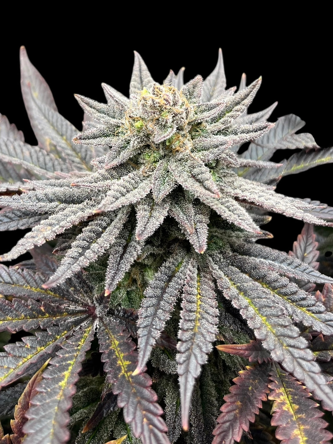 Super Menthol Haze (TerpyZ Mutant Genetics) feminisiert Cannabis Samen von TerpyZ Mutant Genetics