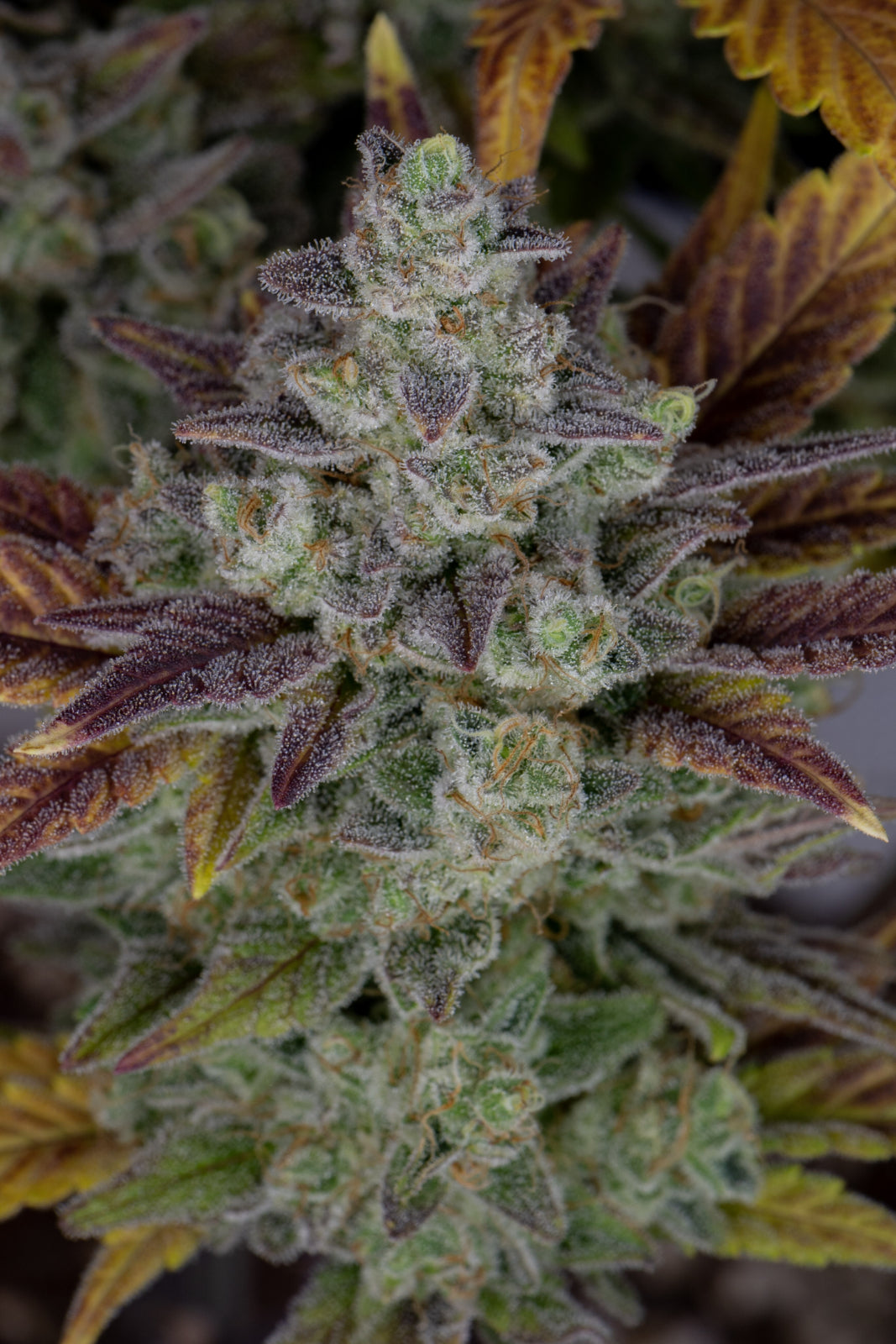 Gorilla Cookies Auto (Fast Buds)