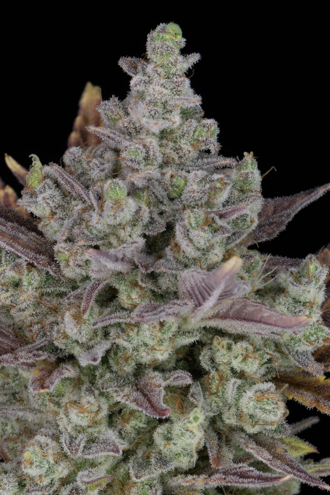 Gorilla Cookies Auto (Fast Buds)