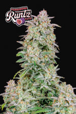 Forbidden Runtz Auto (Fast Buds)