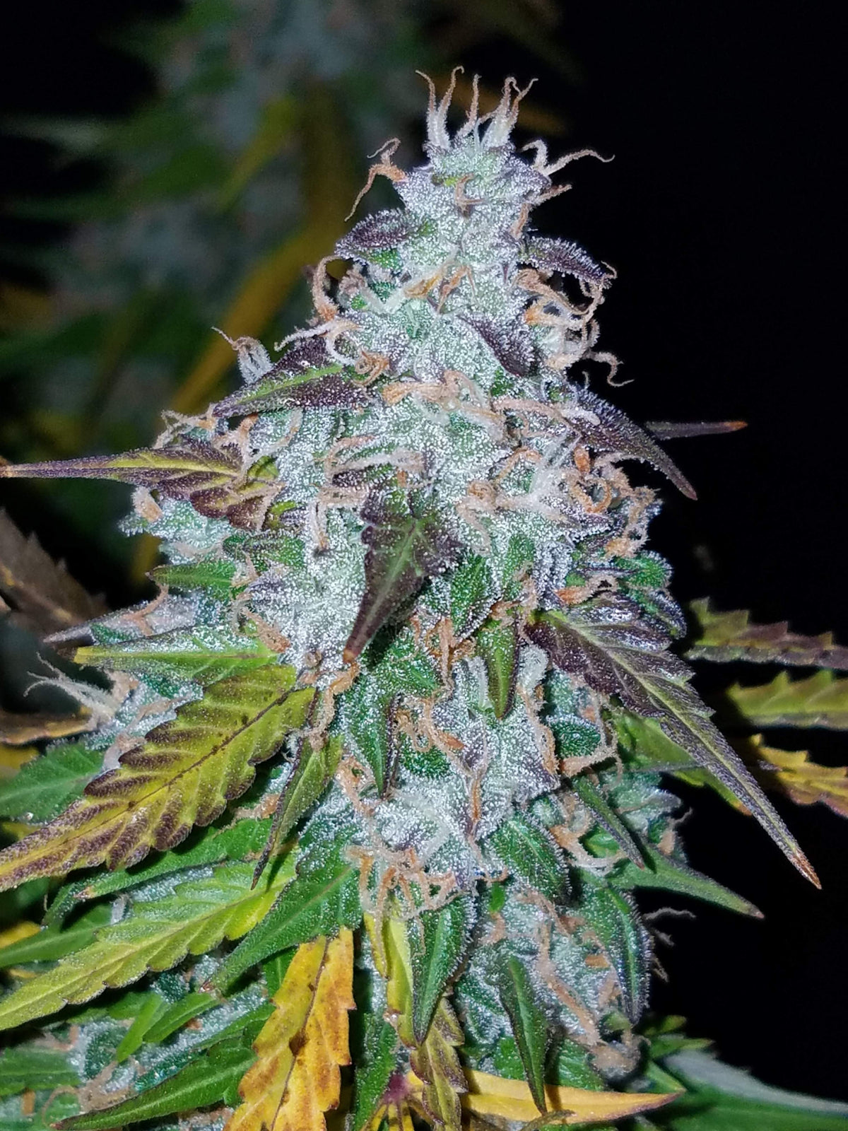 Californian Snow Auto (Fast Buds)