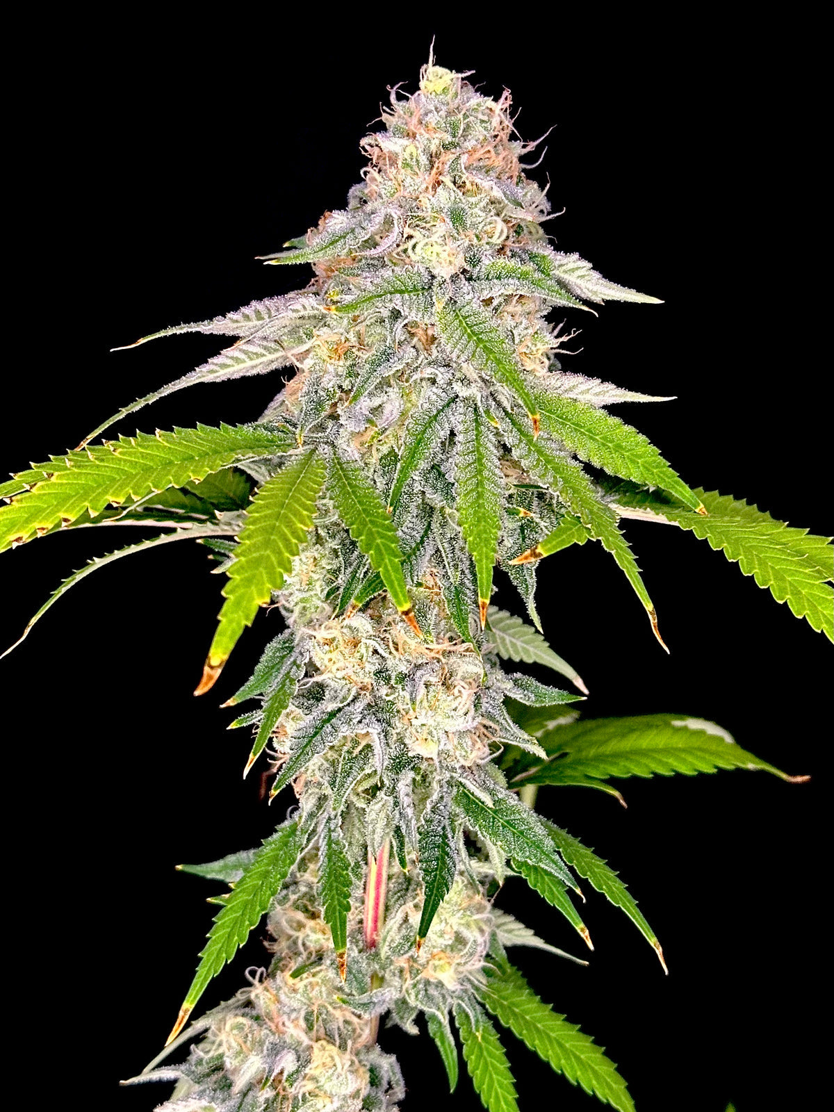 Neon Wasabi (TerpyZ Mutant Genetics) feminisiert Cannabis Samen von TerpyZ Mutant Genetics
