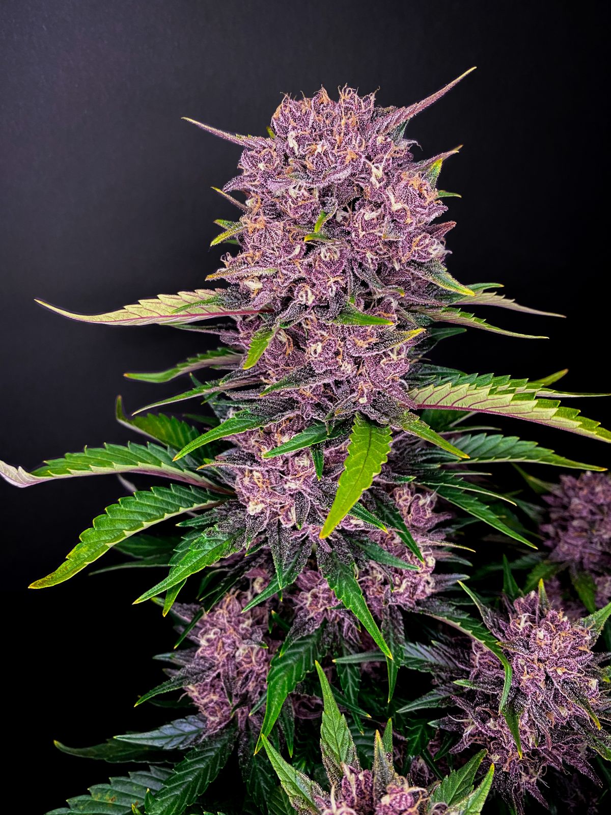 Purple Lemonade Auto (Fast Buds)