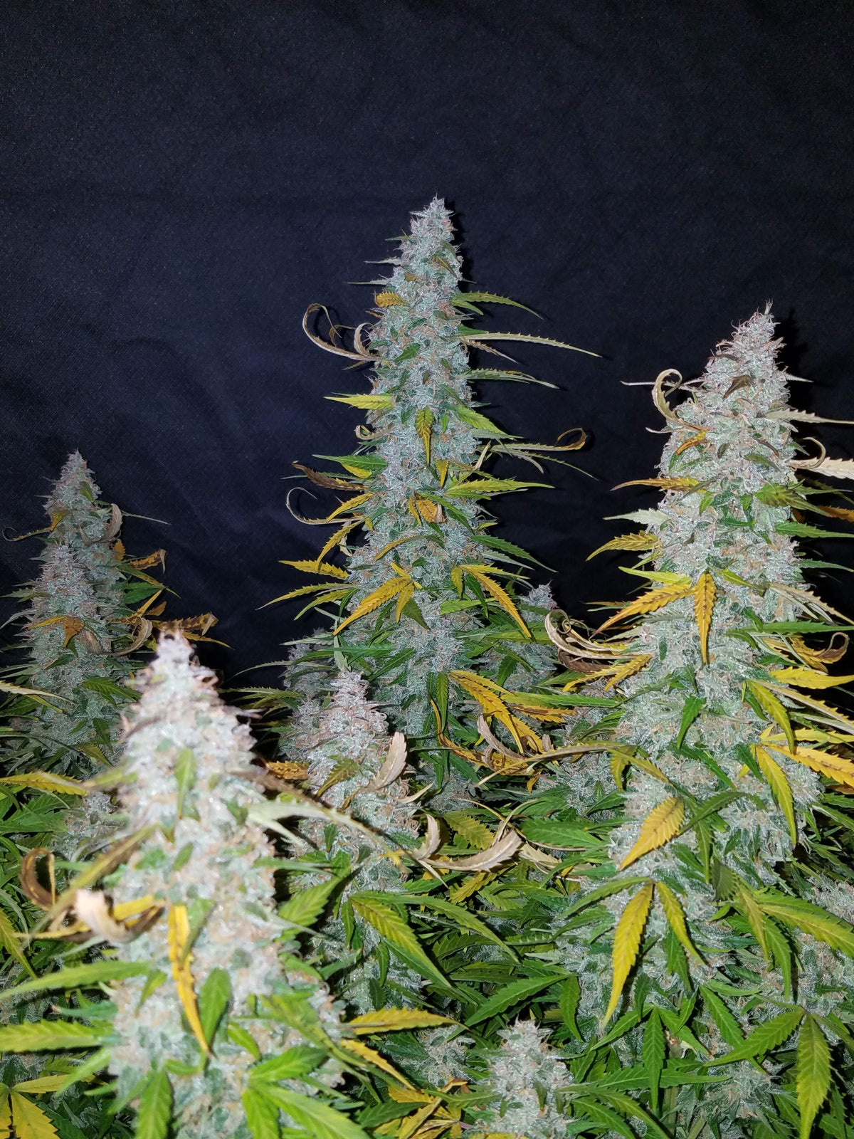 Californian Snow Auto (Fast Buds)