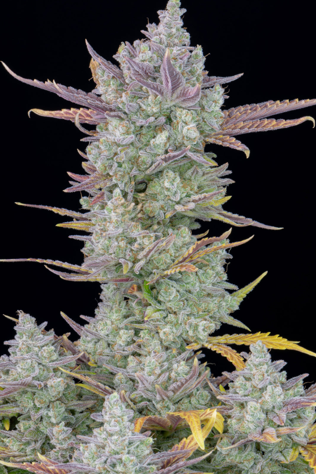Gorilla Cookies Auto (Fast Buds)