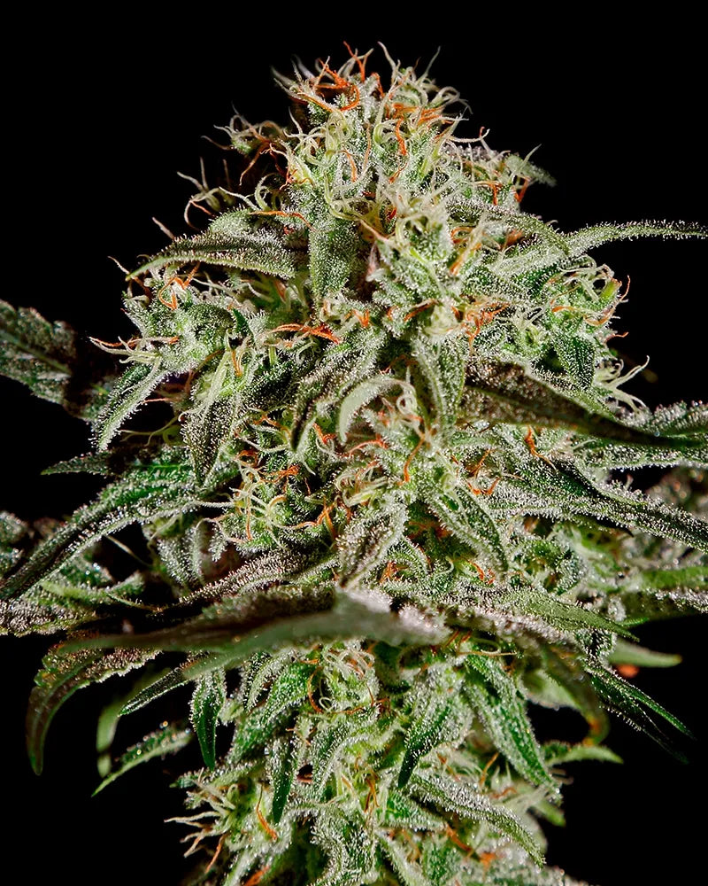 A.M.S. (Greenhouse Seed Co.) feminisiert