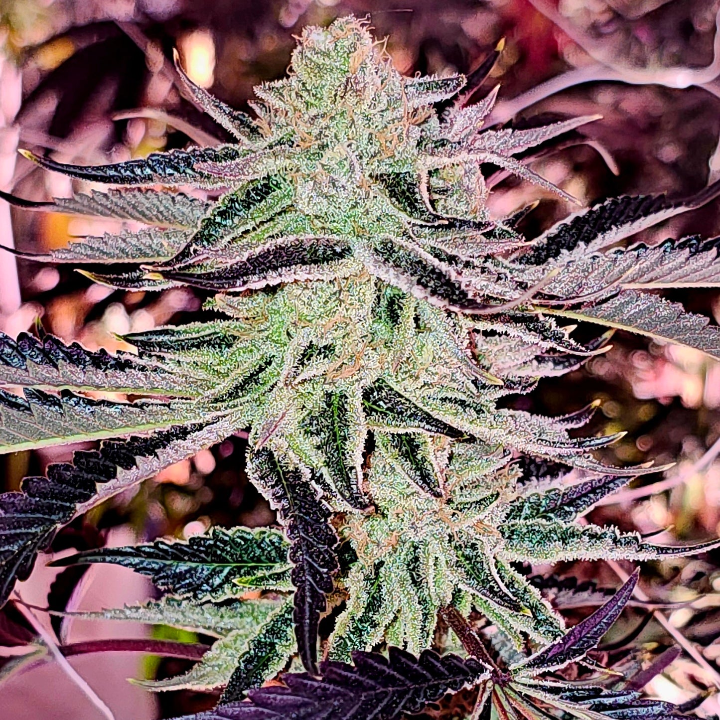 Aurelium (In House Genetics) feminisiert